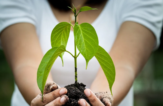 Plant Distribution for Environment